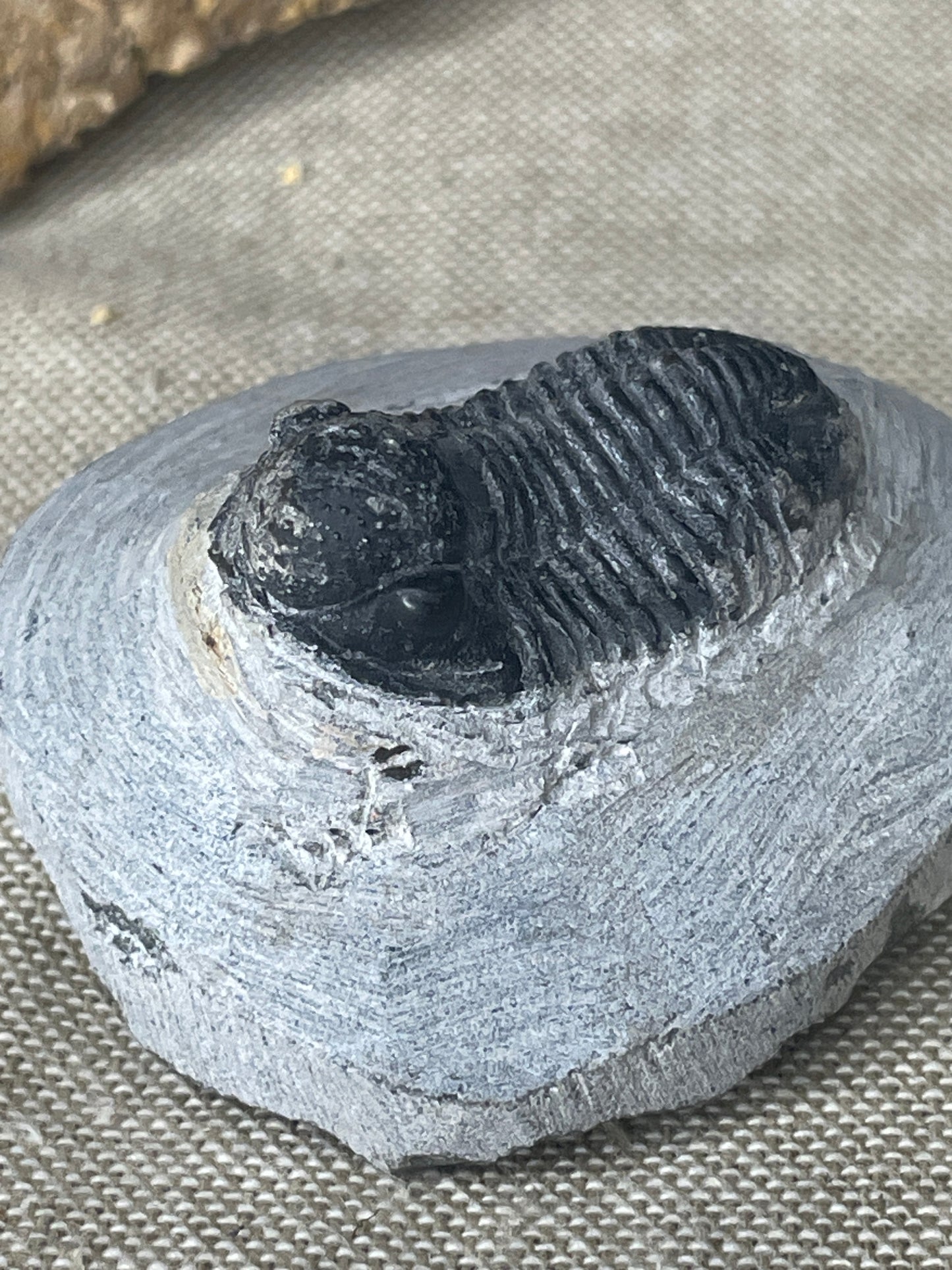 Black trilobite on matrix