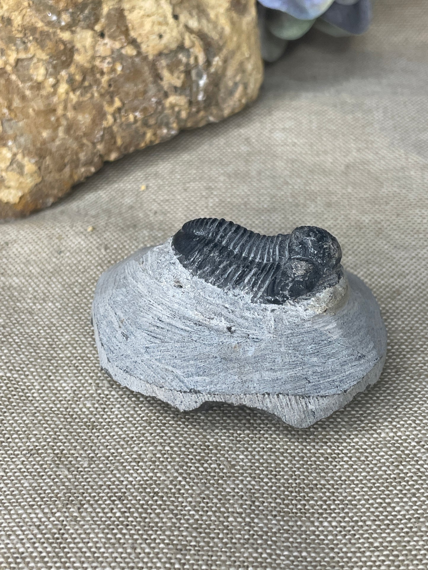 Black trilobite on matrix