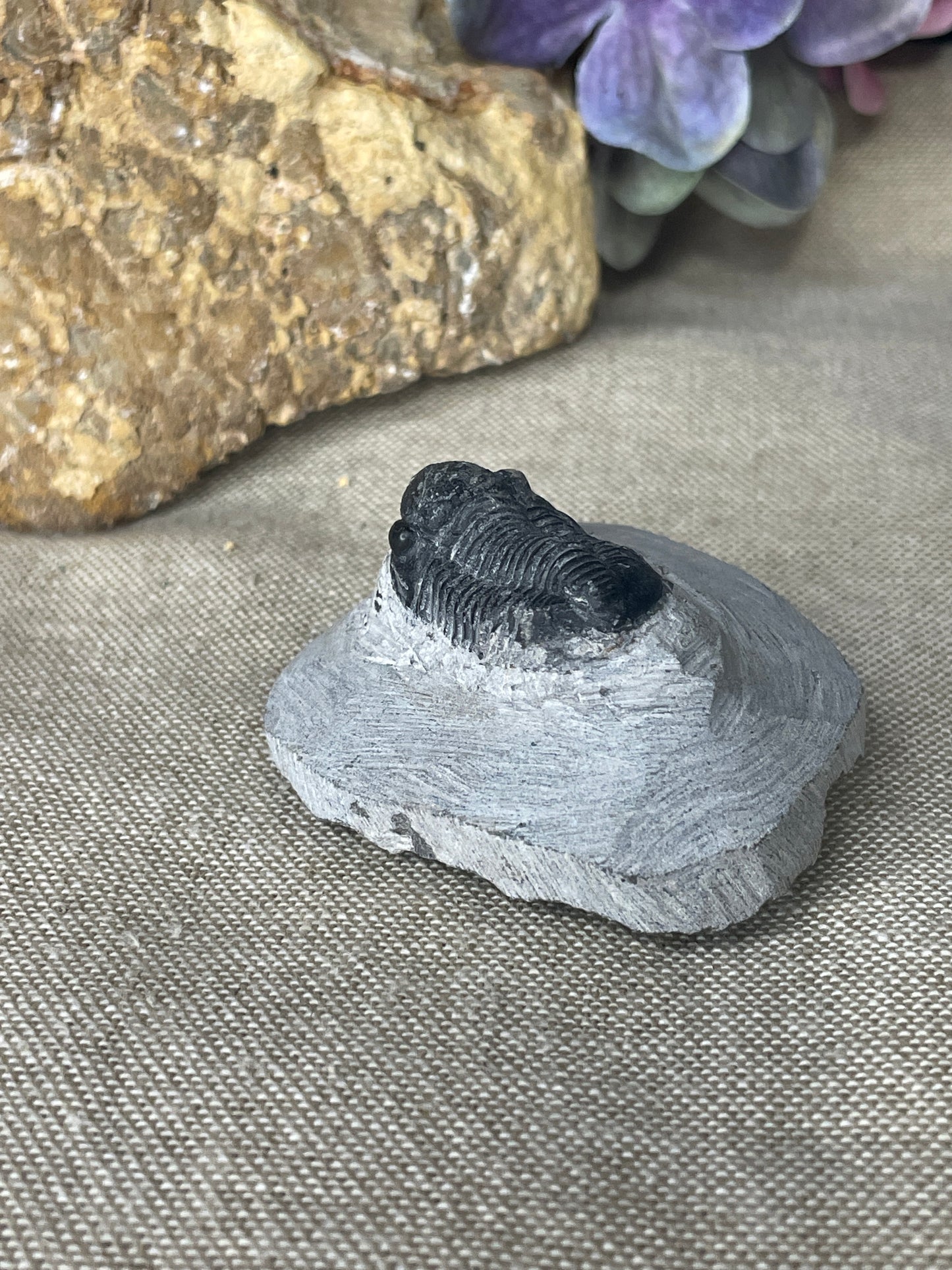 Black trilobite on matrix