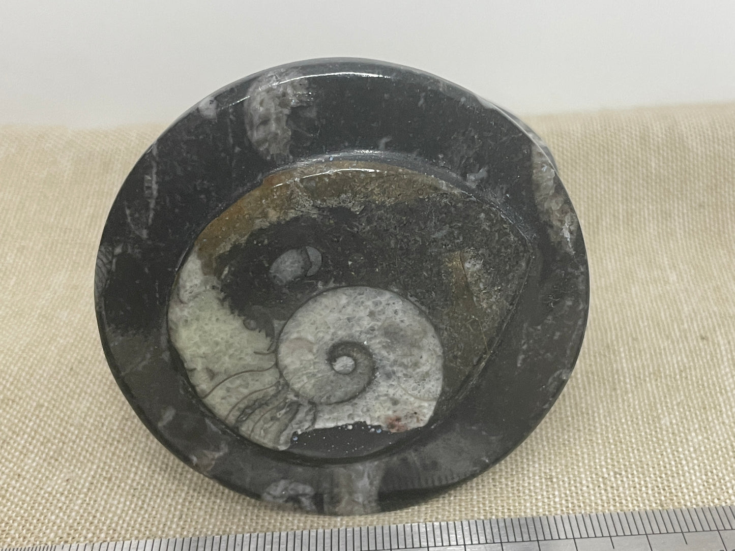 Orthoceras goneitite trinket bowl