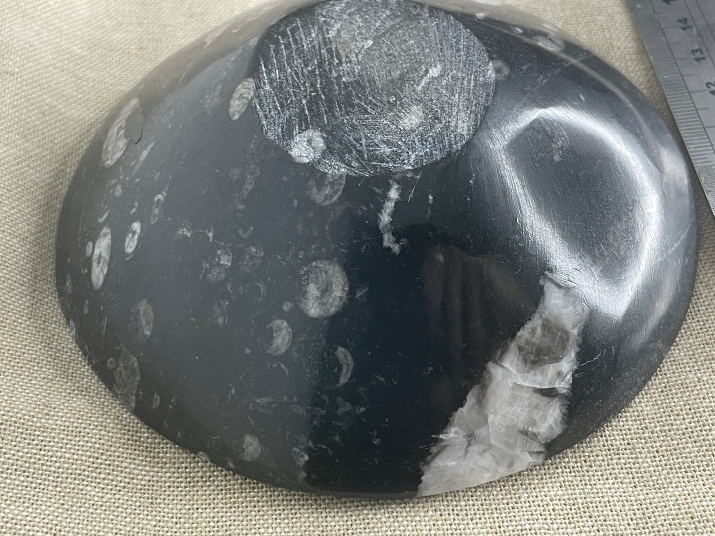 Orthoceras bowl