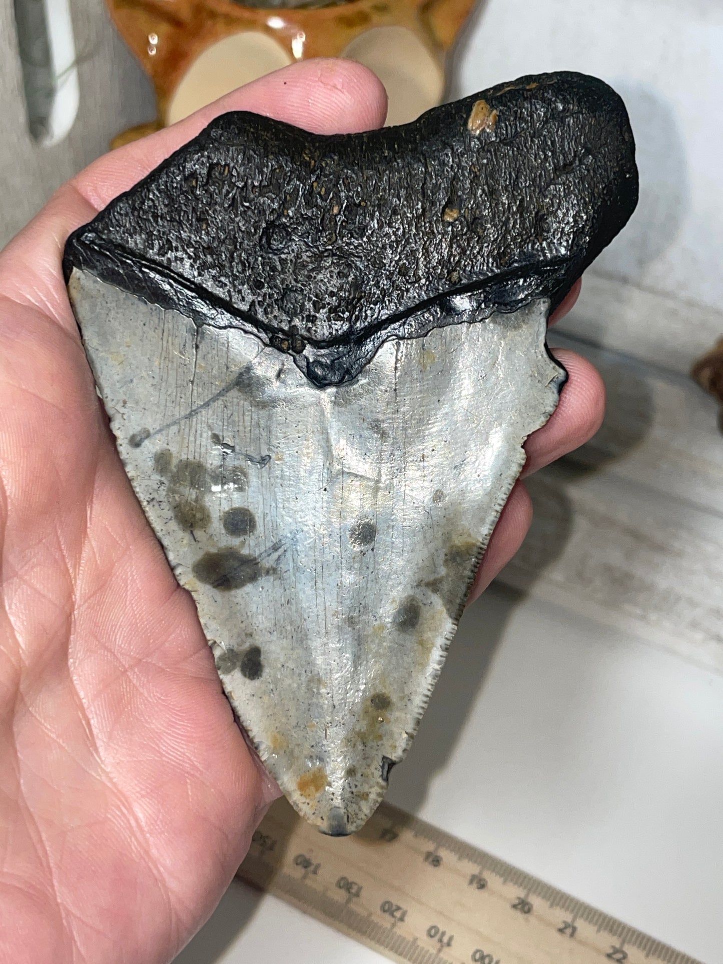Genuine Megladon tooth