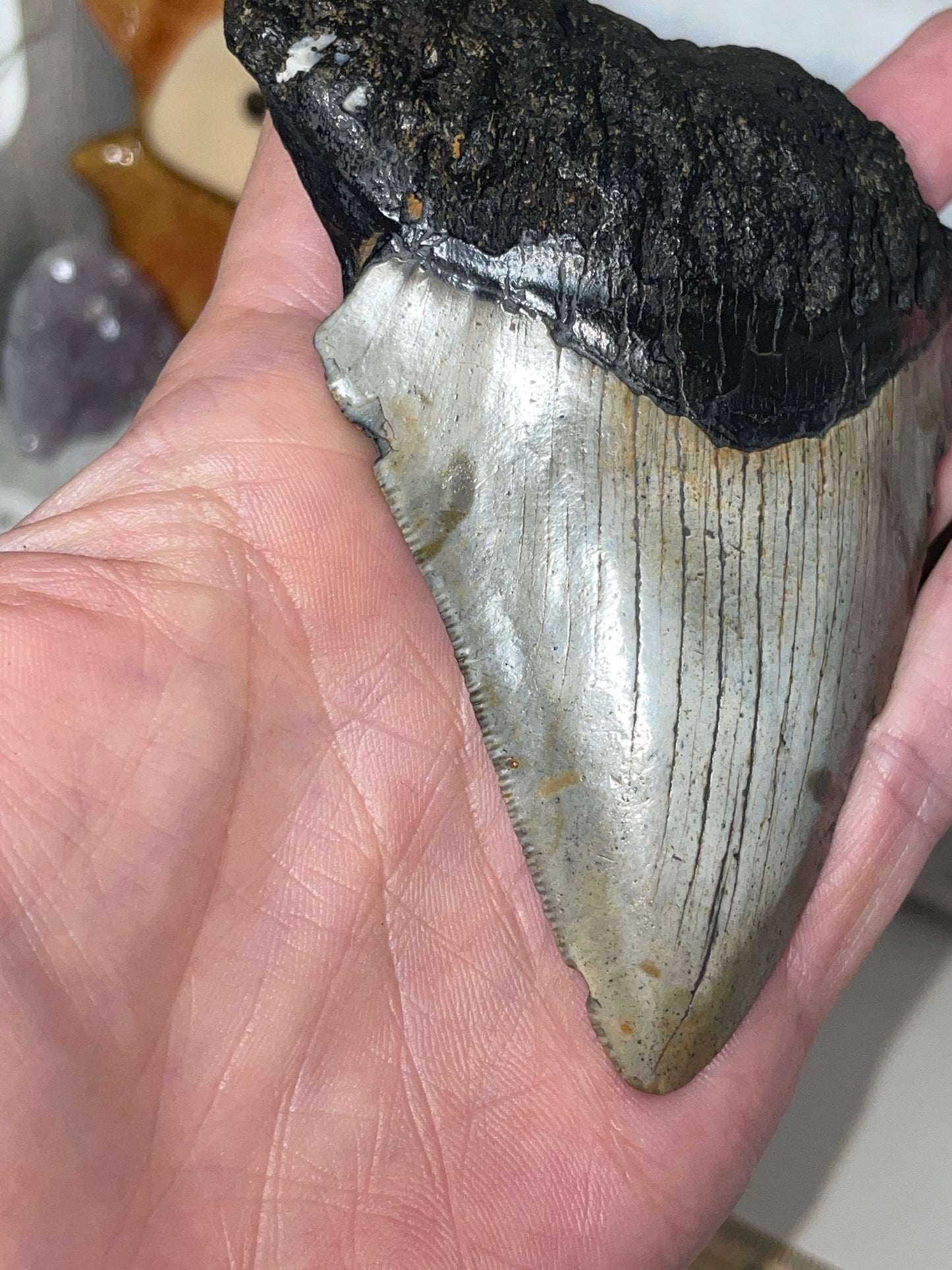 Genuine Megladon tooth