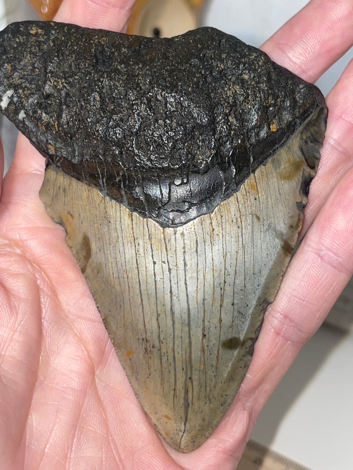 Genuine Megladon tooth
