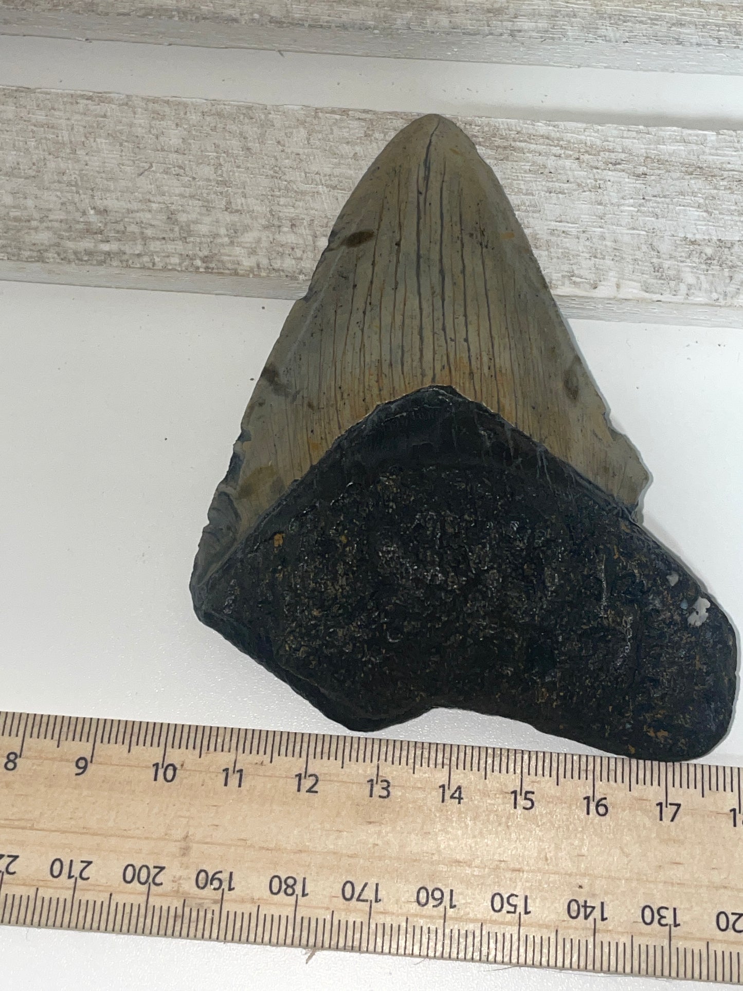 Genuine Megladon tooth