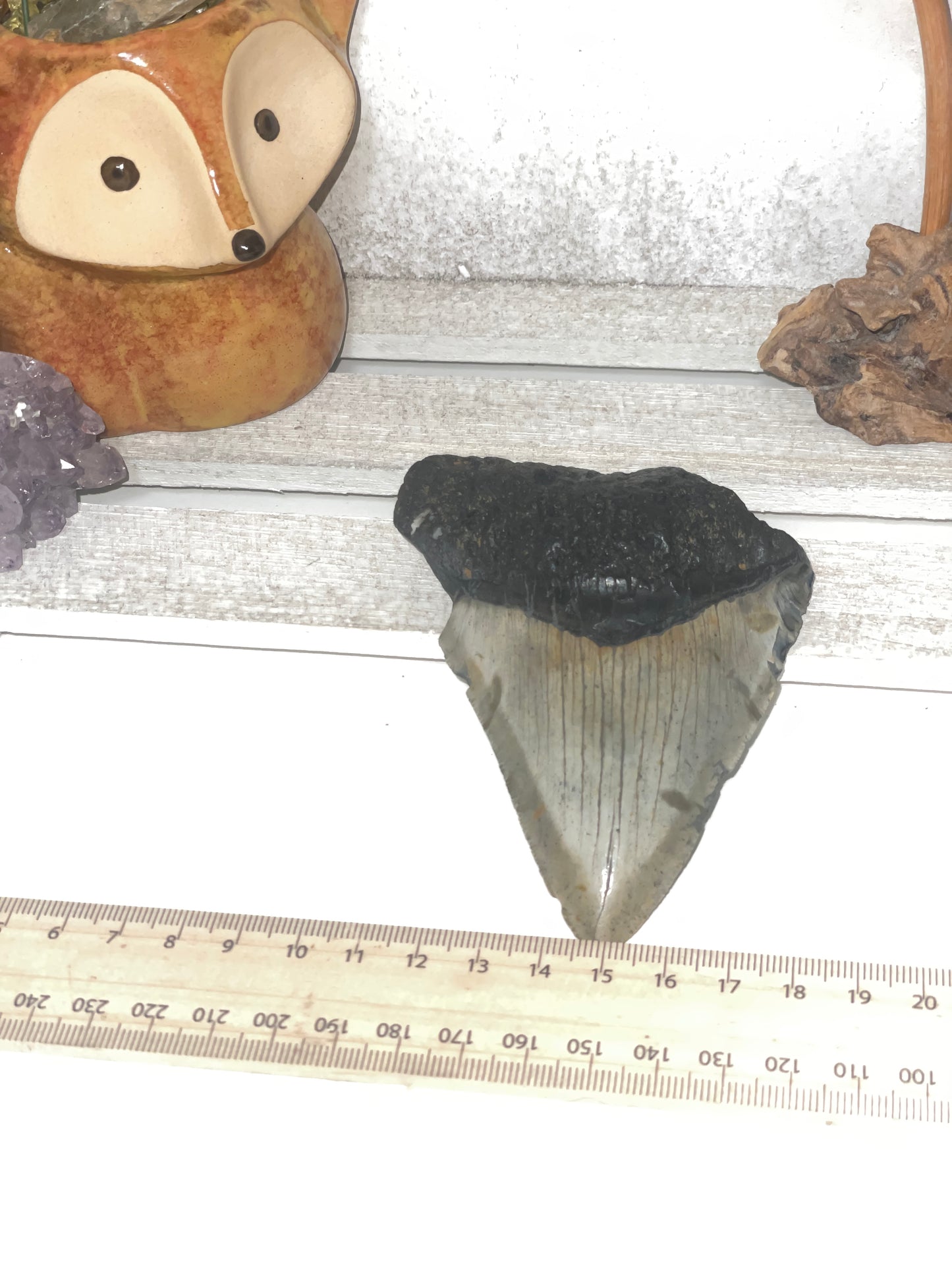 Genuine Megladon tooth
