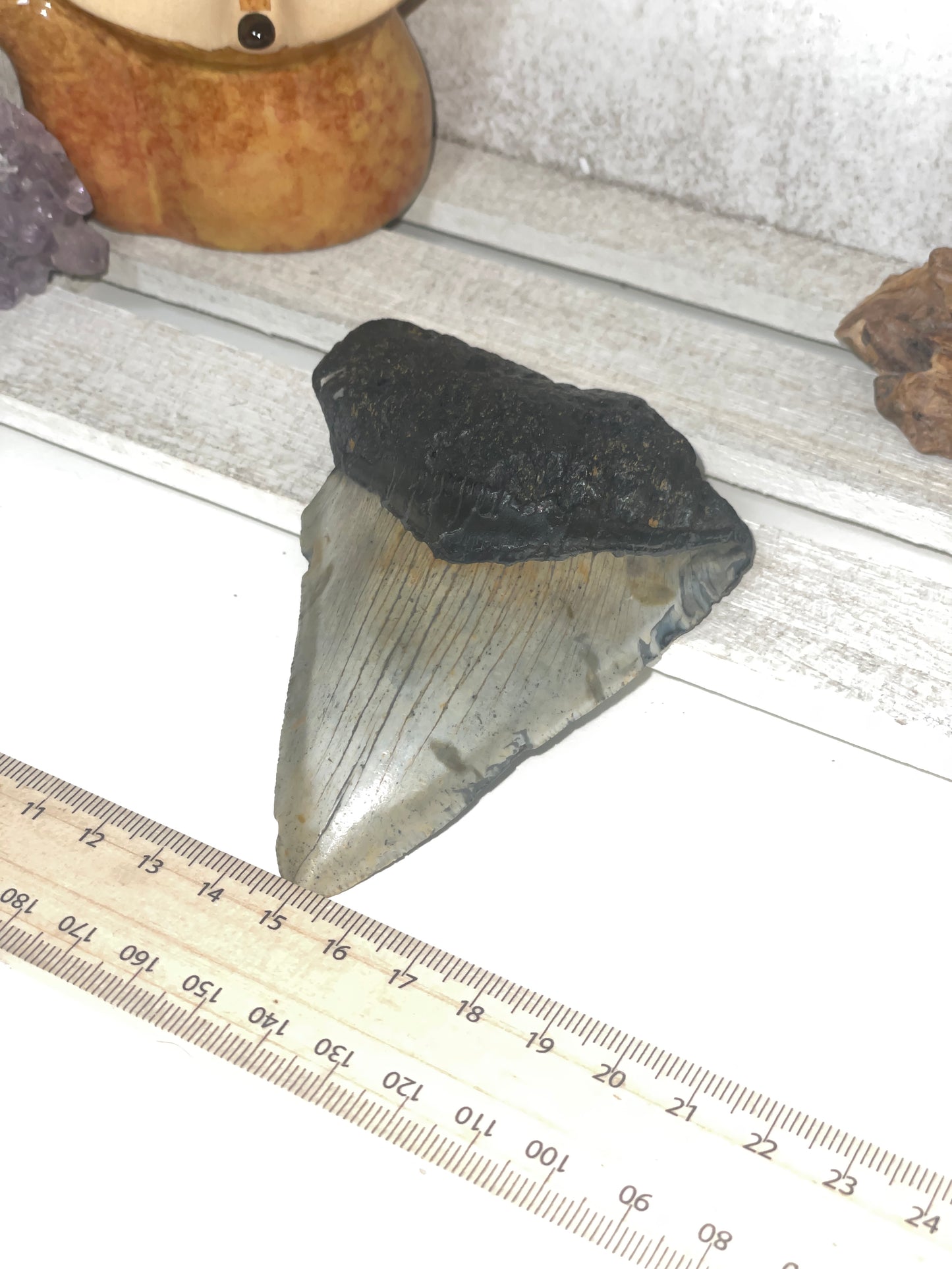 Genuine Megladon tooth