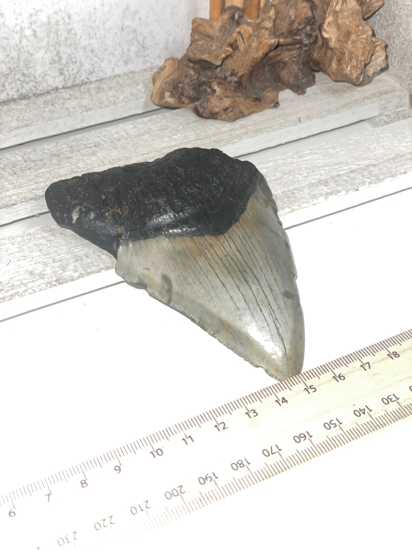 Genuine Megladon tooth
