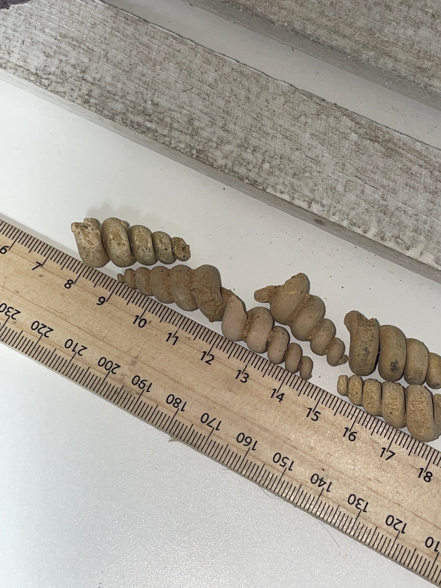 High grade spiral fossil shells