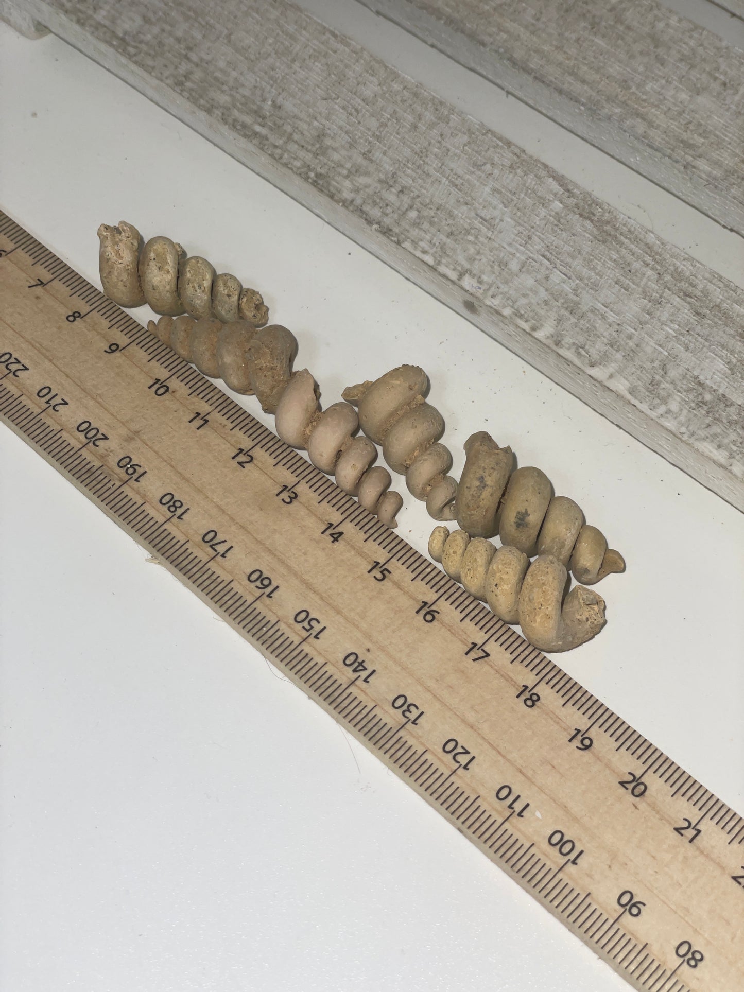 High grade spiral fossil shells