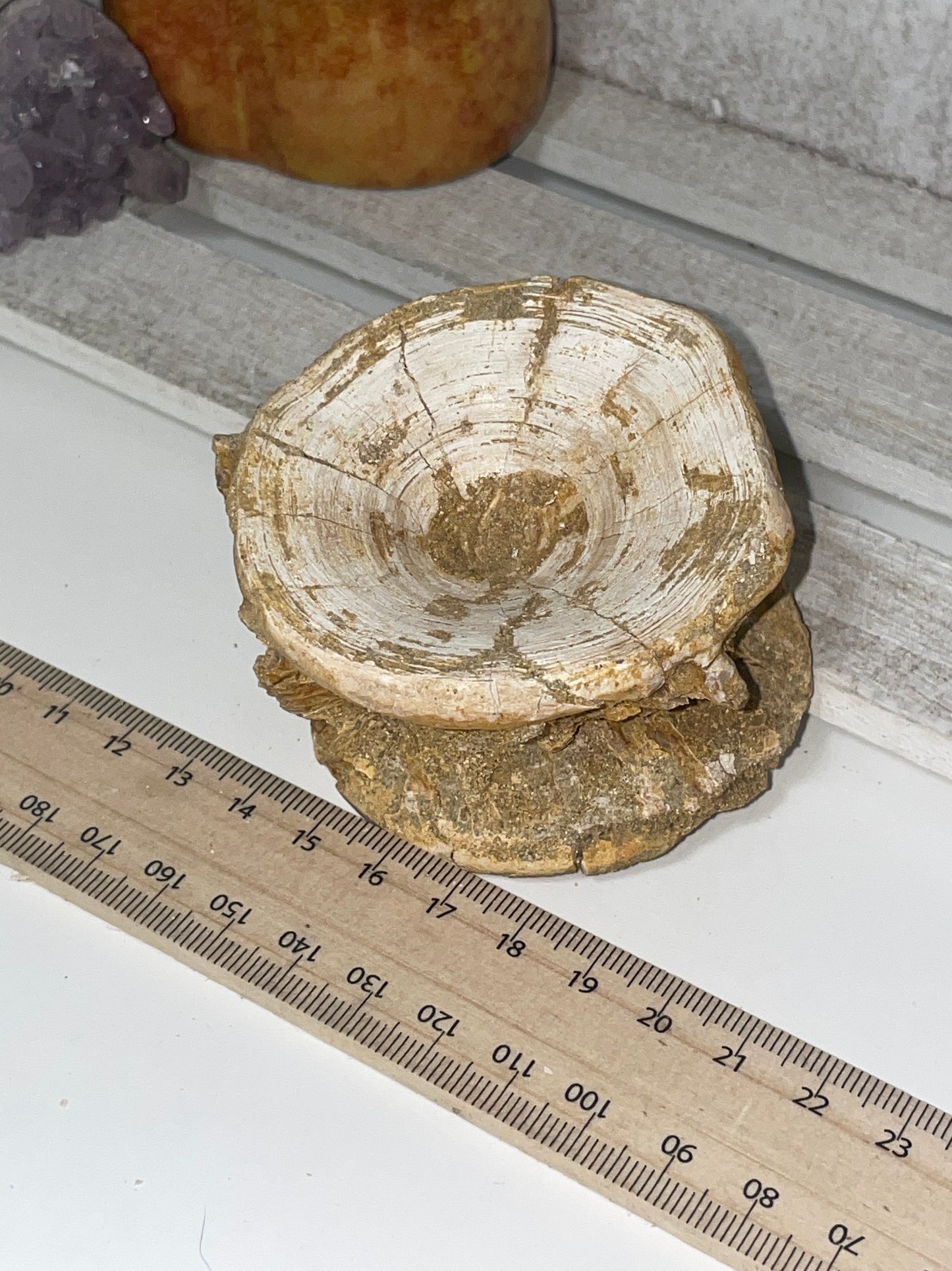 Fossilised shark vertebrae