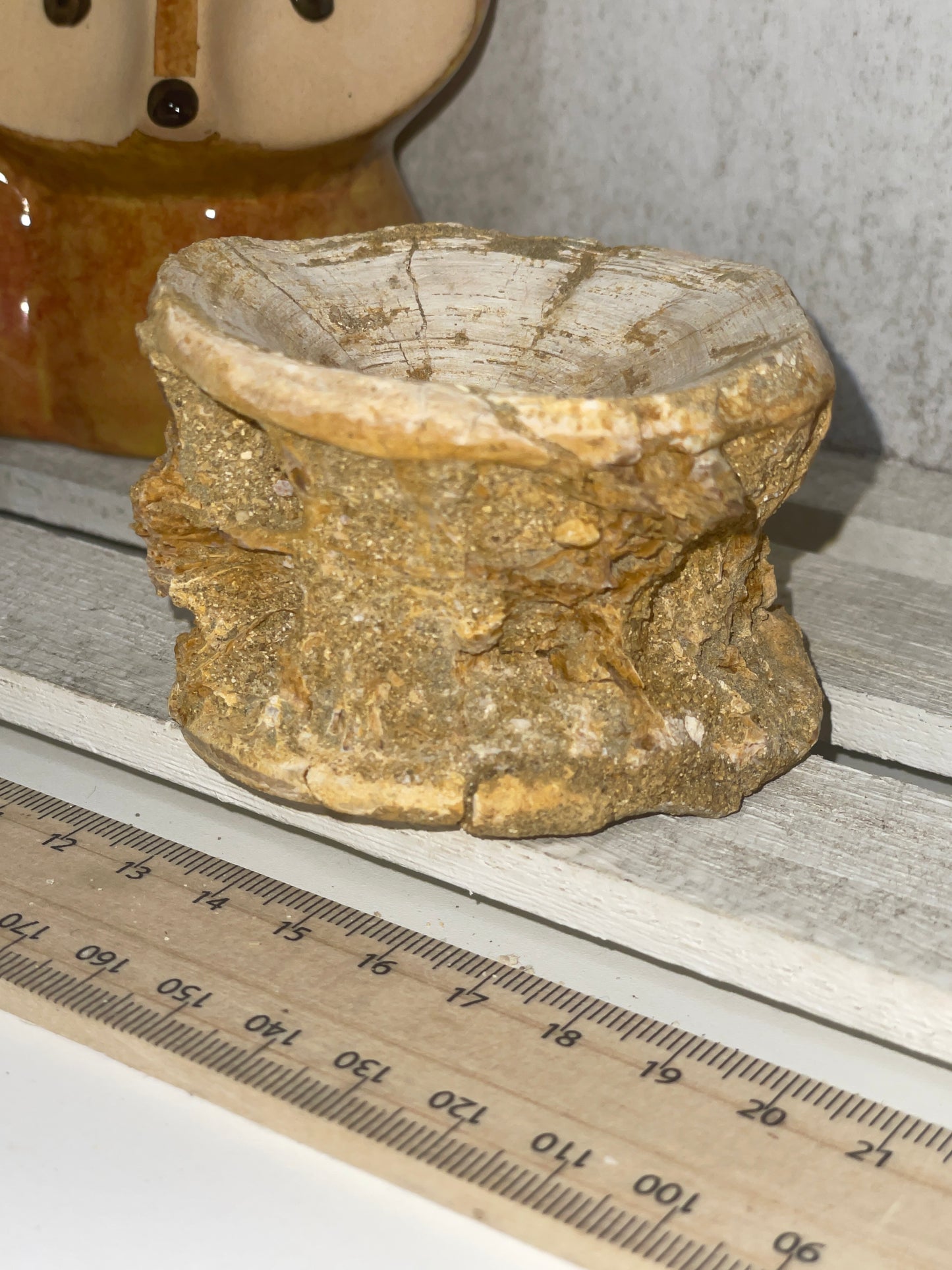 Fossilised shark vertebrae