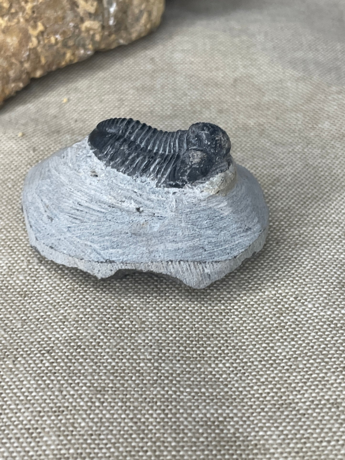 Black trilobite on matrix