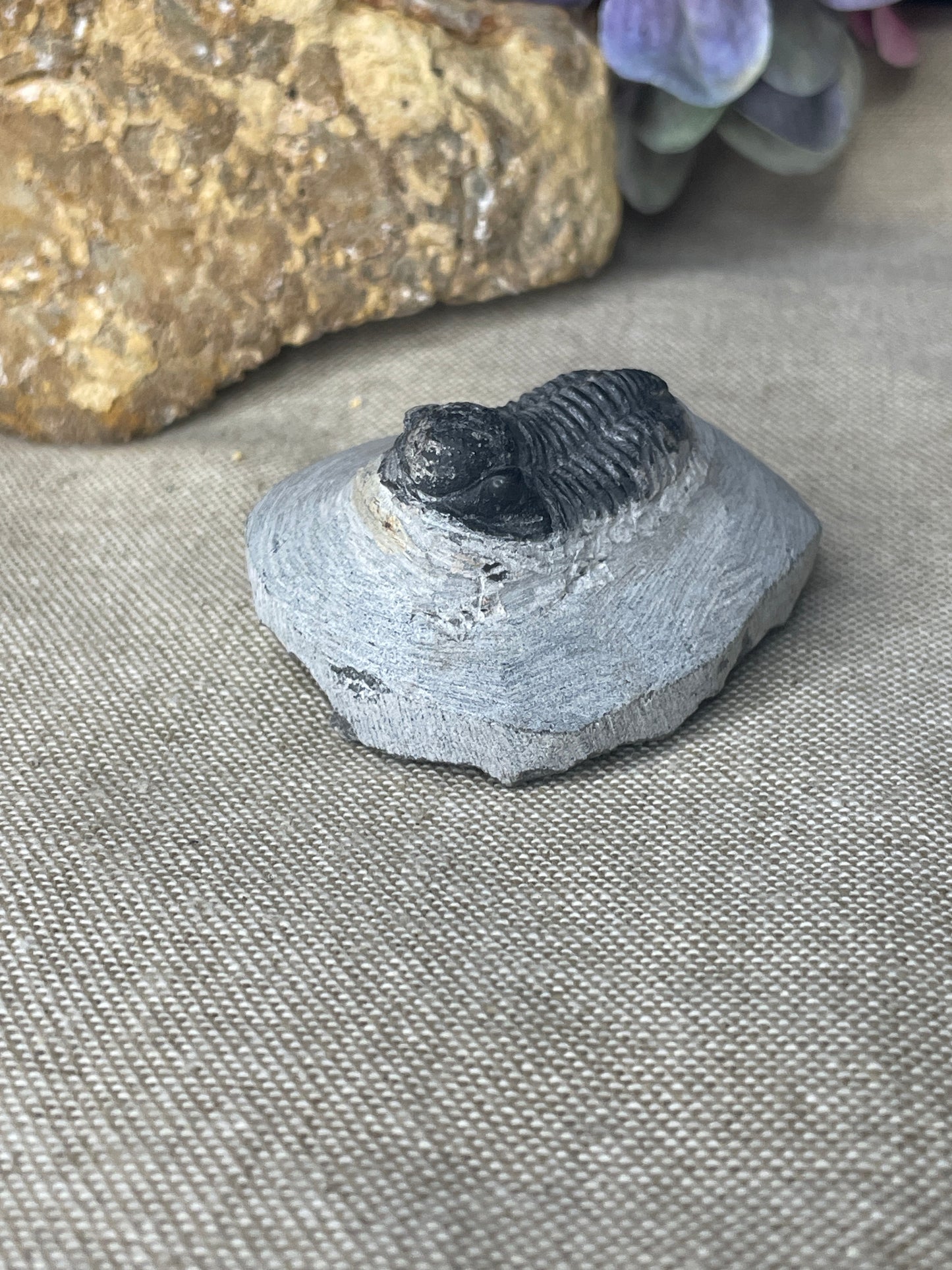 Black trilobite on matrix