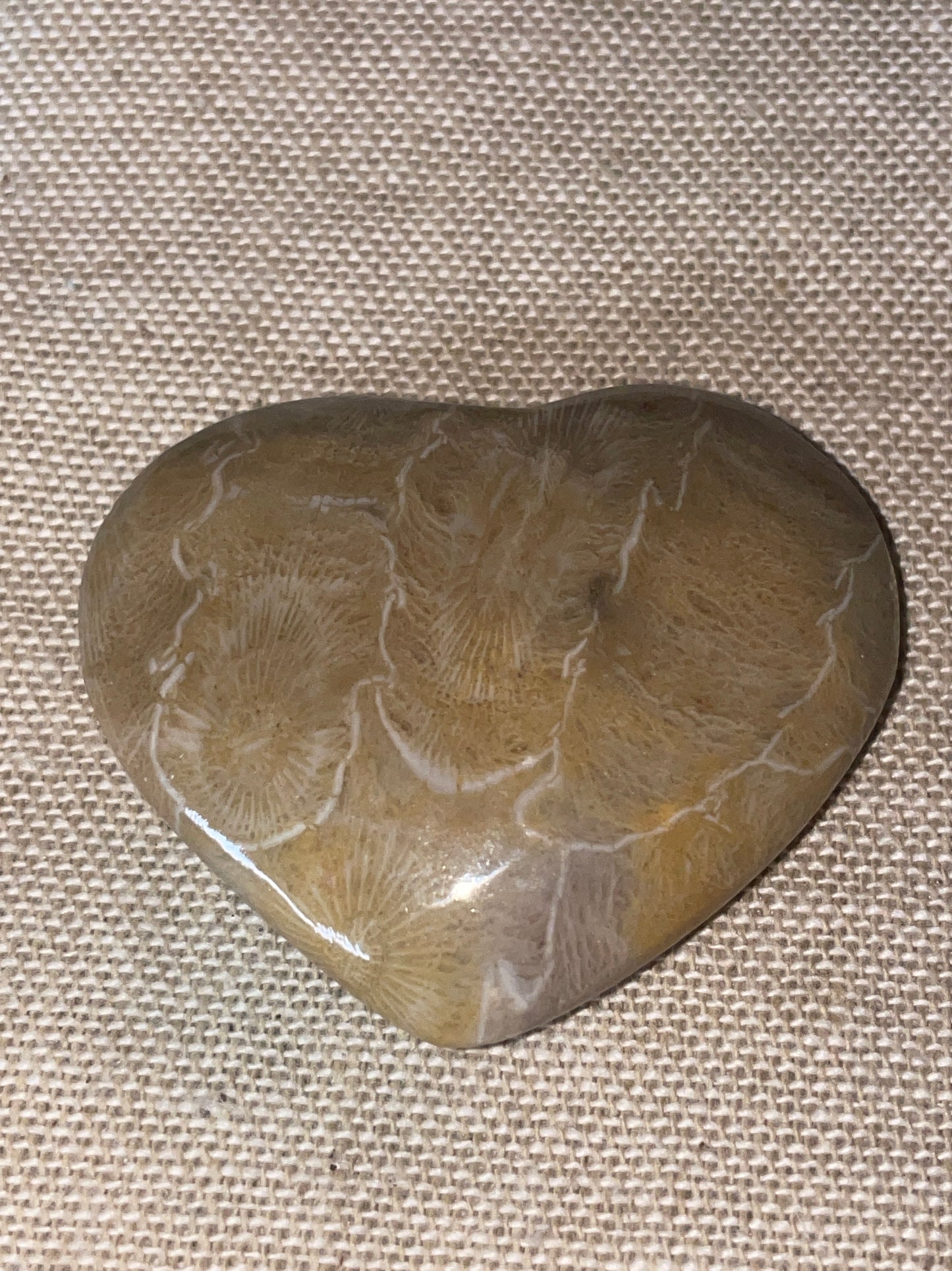 Fossilised coral heart
