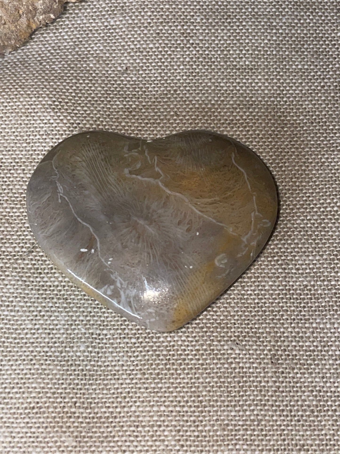 Fossilised coral heart