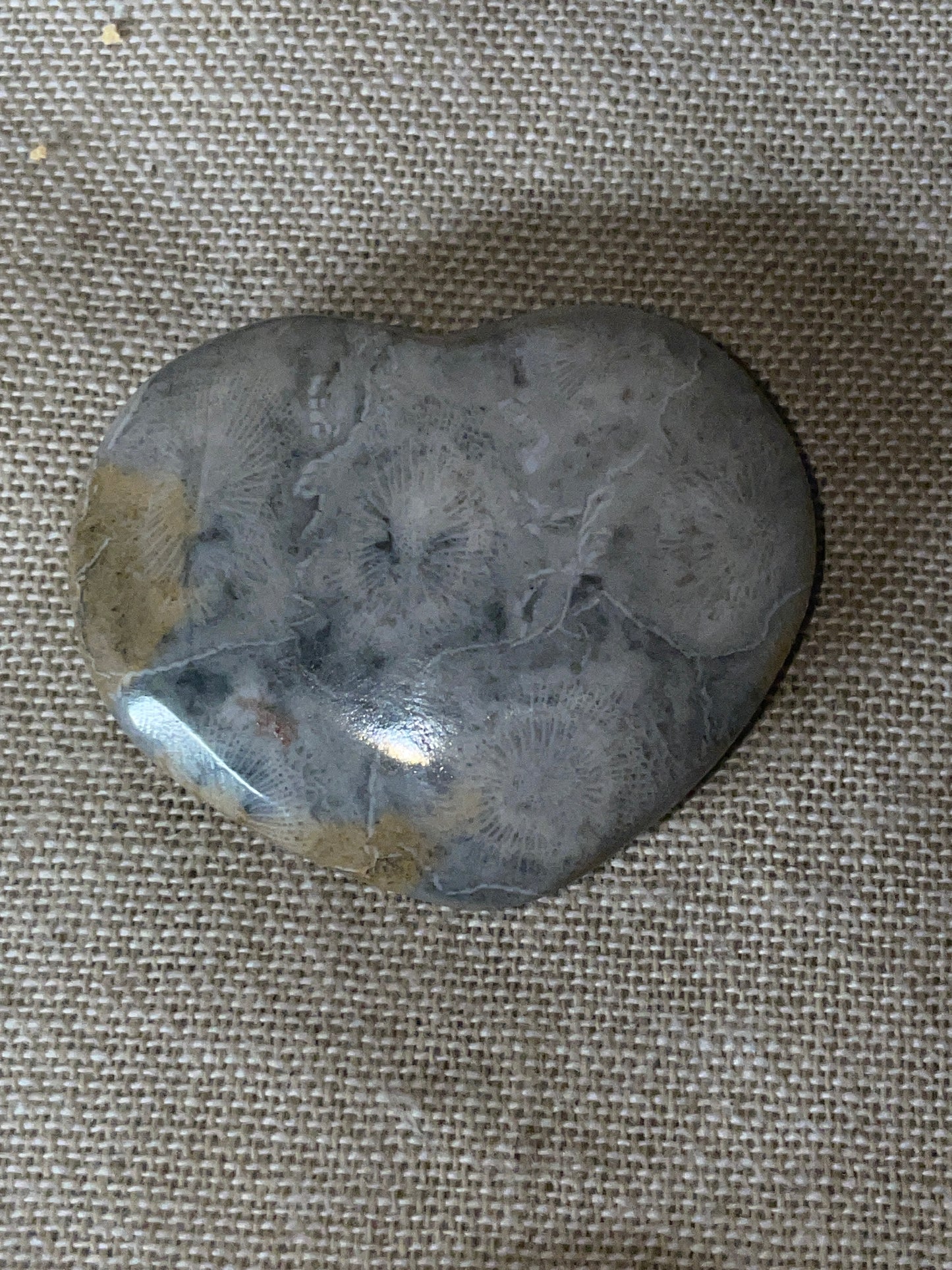 Fossilised coral heart