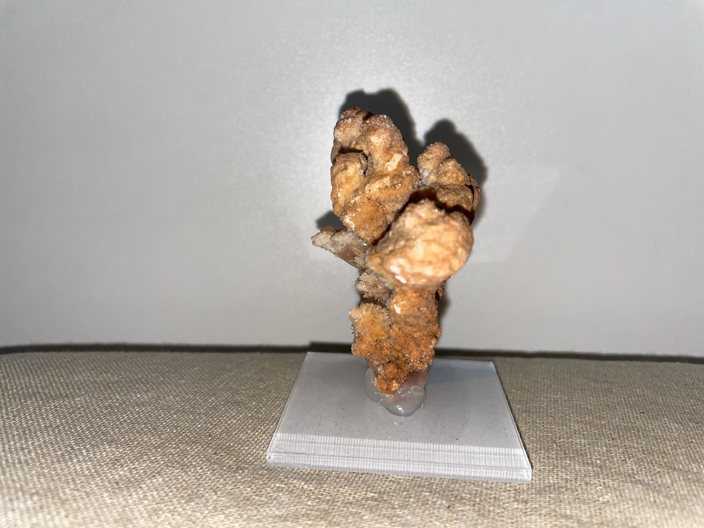 Coral Aragonite mounted
