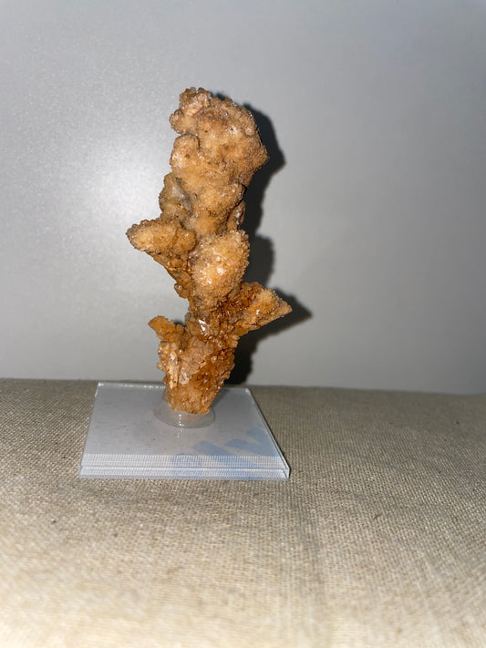 Coral aragonite mounted