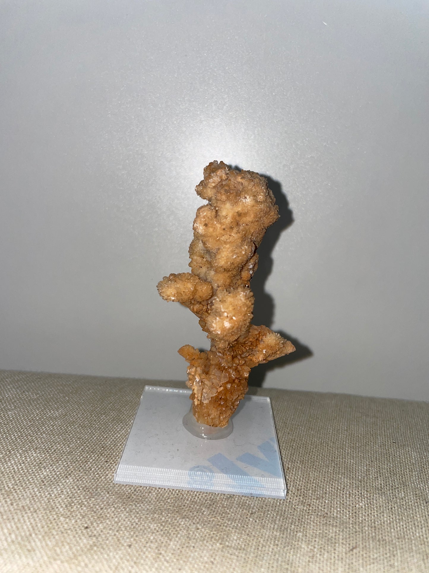 Coral aragonite mounted