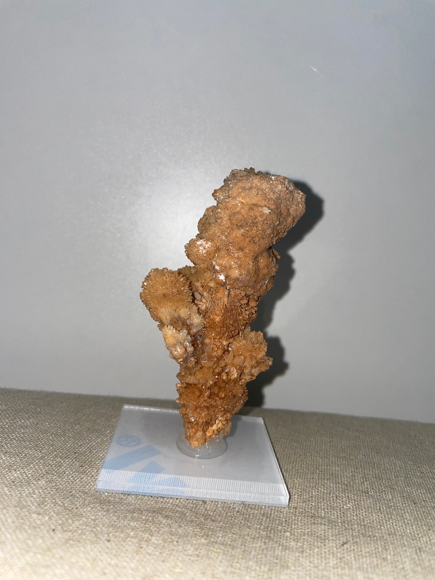 Coral aragonite mounted