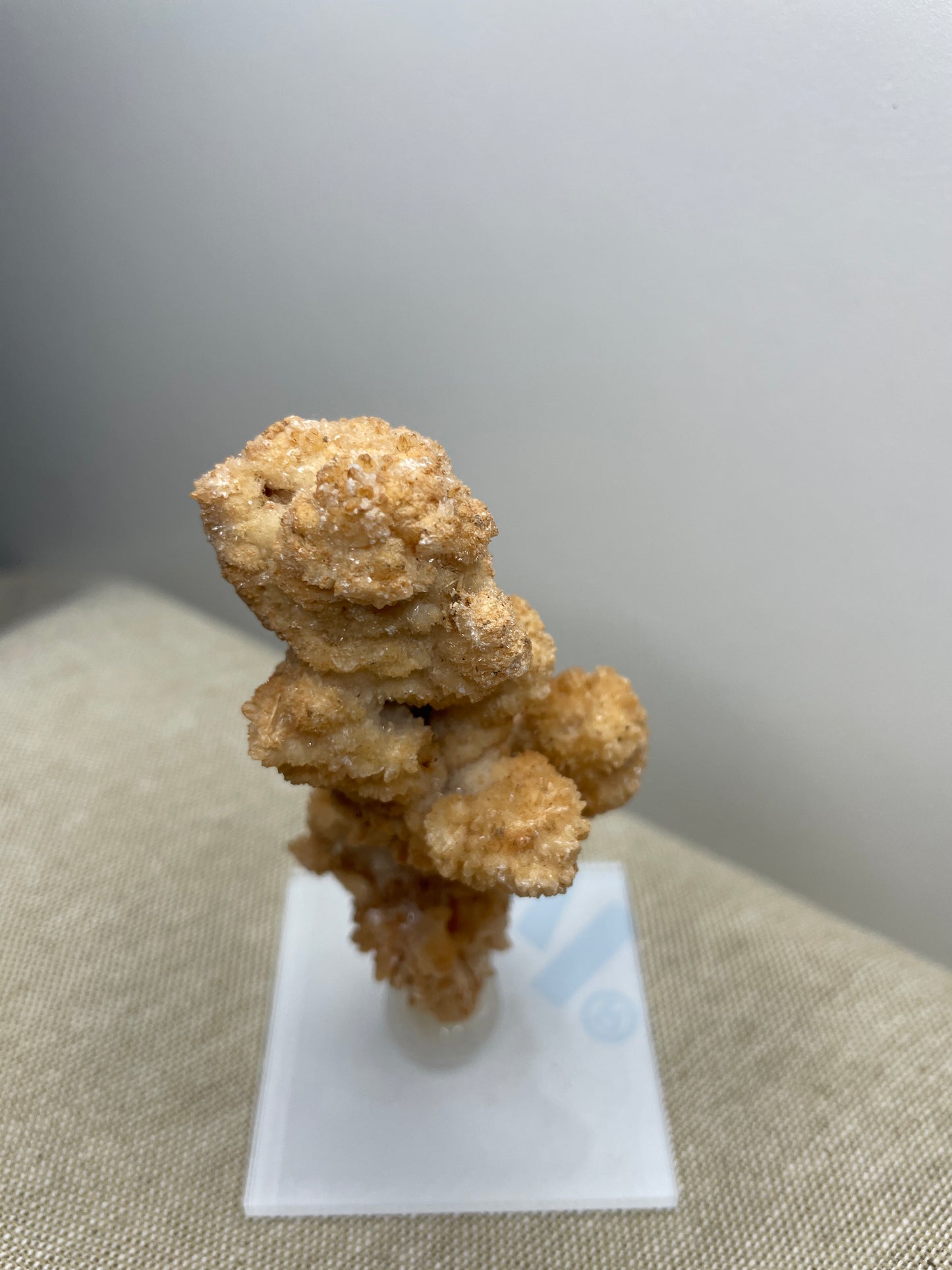 Coral aragonite mounted