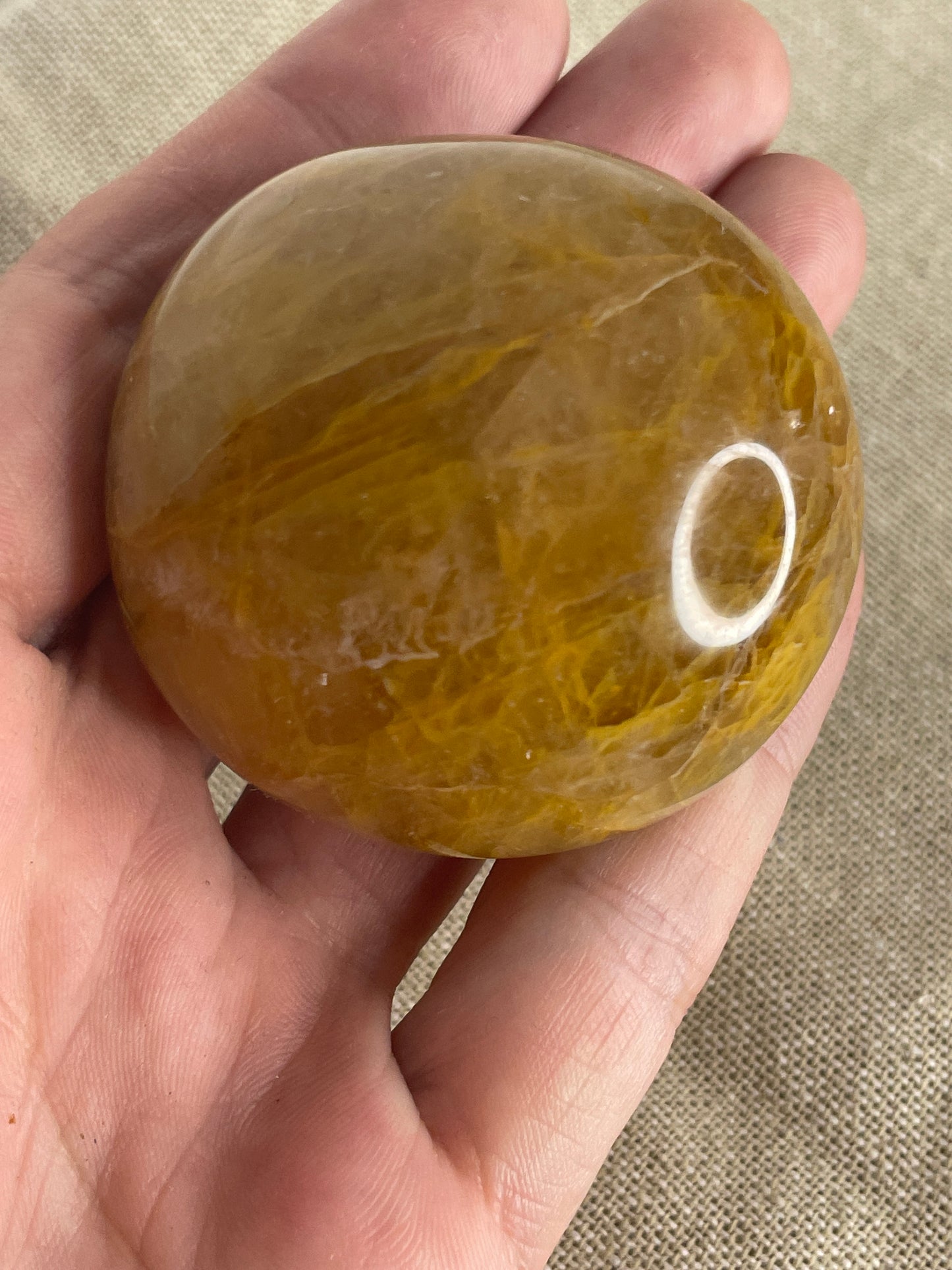 Golden healer palm
