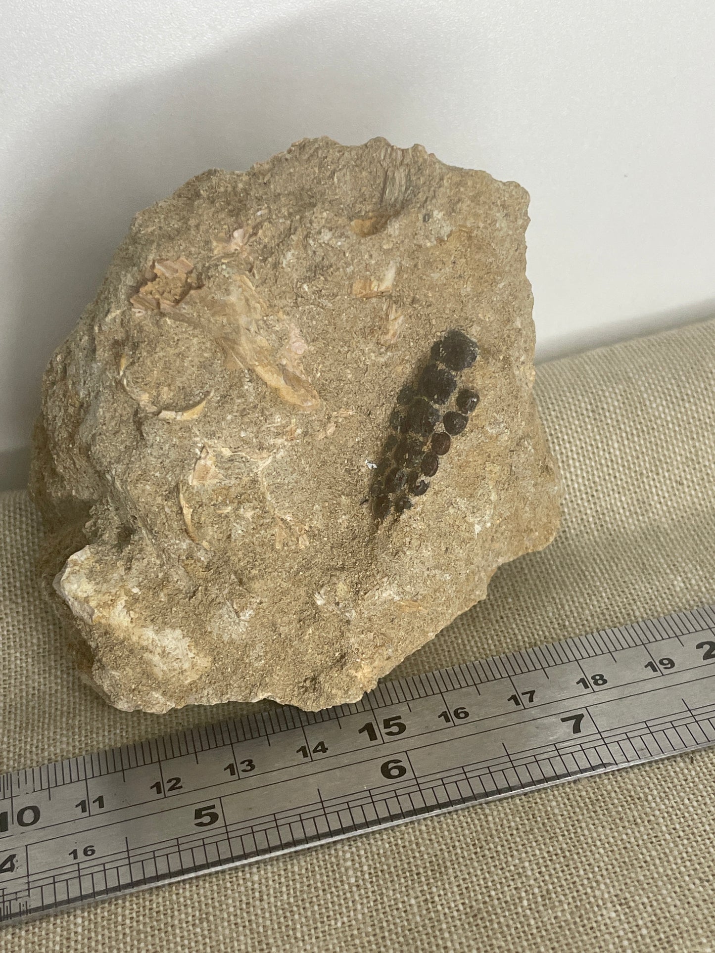 Pycnodont fish teeth fossil