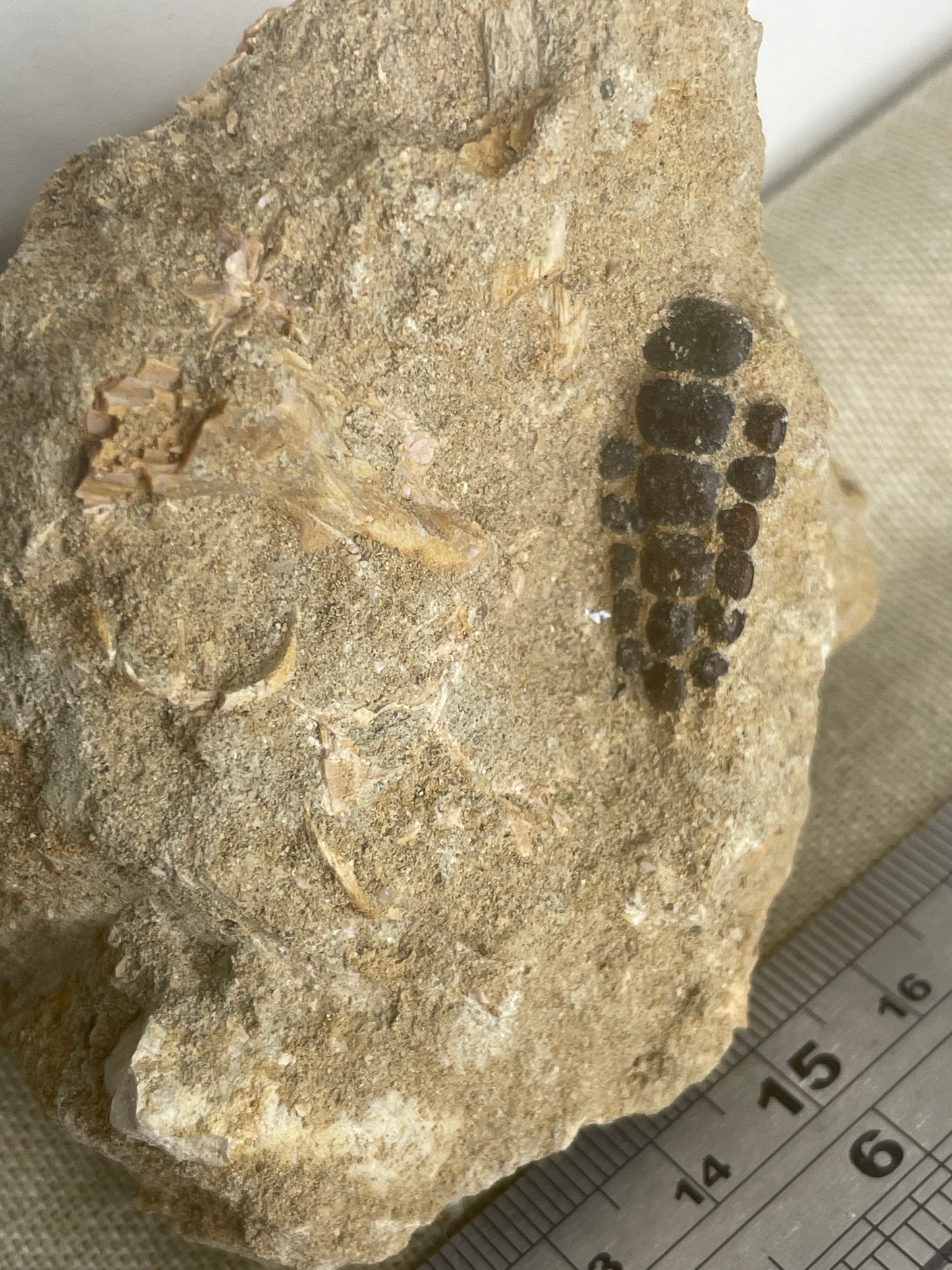 Pycnodont fish teeth fossil