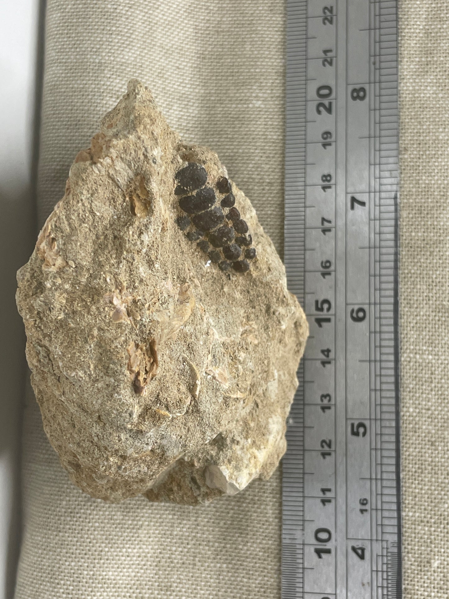 Pycnodont fish teeth fossil