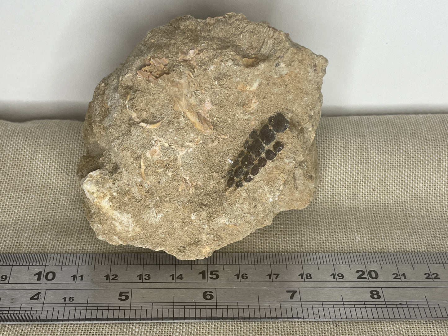 Pycnodont fish teeth fossil