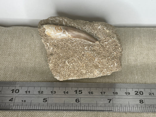 Plesiosaur tooth