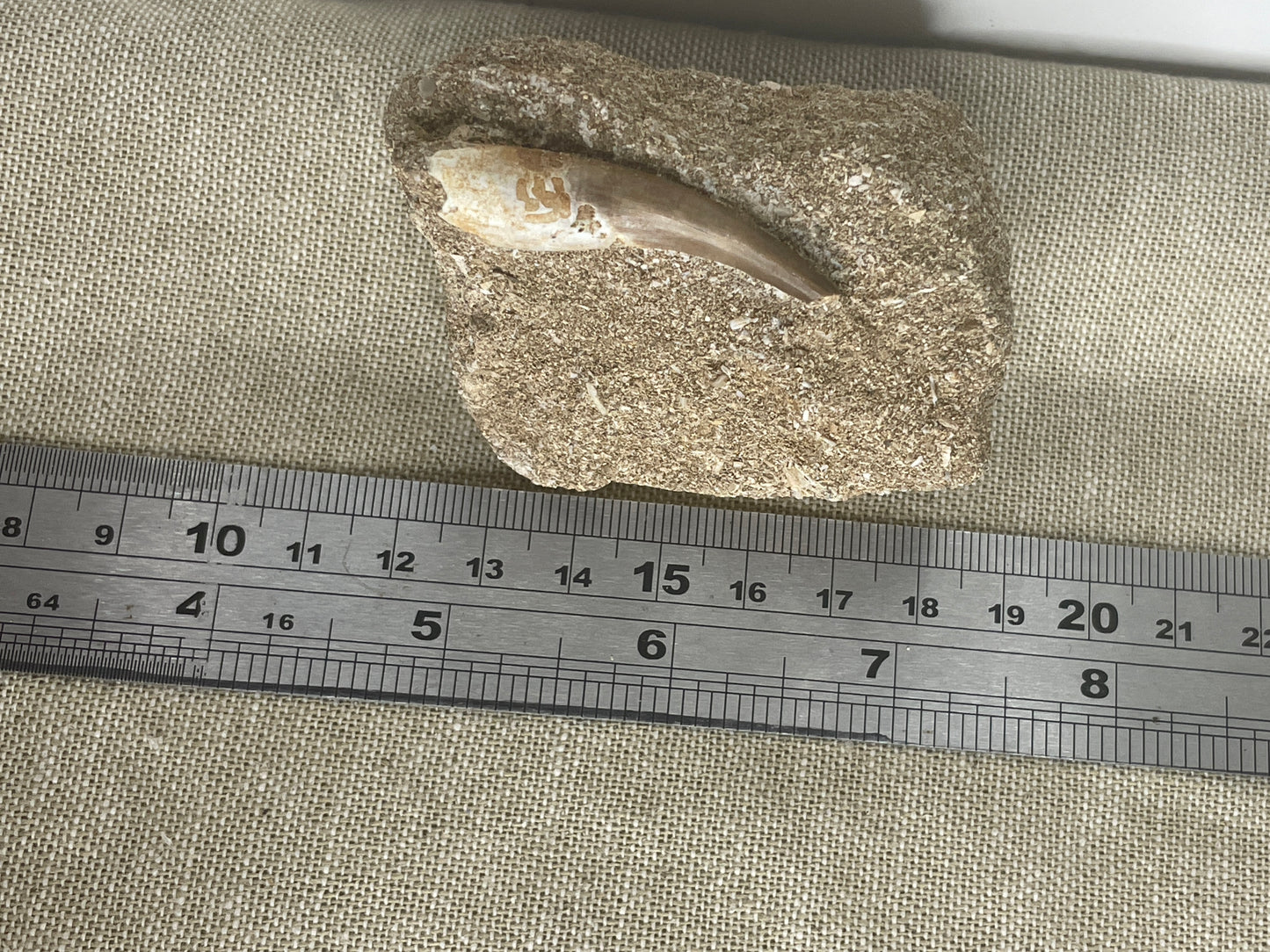 Plesiosaur tooth