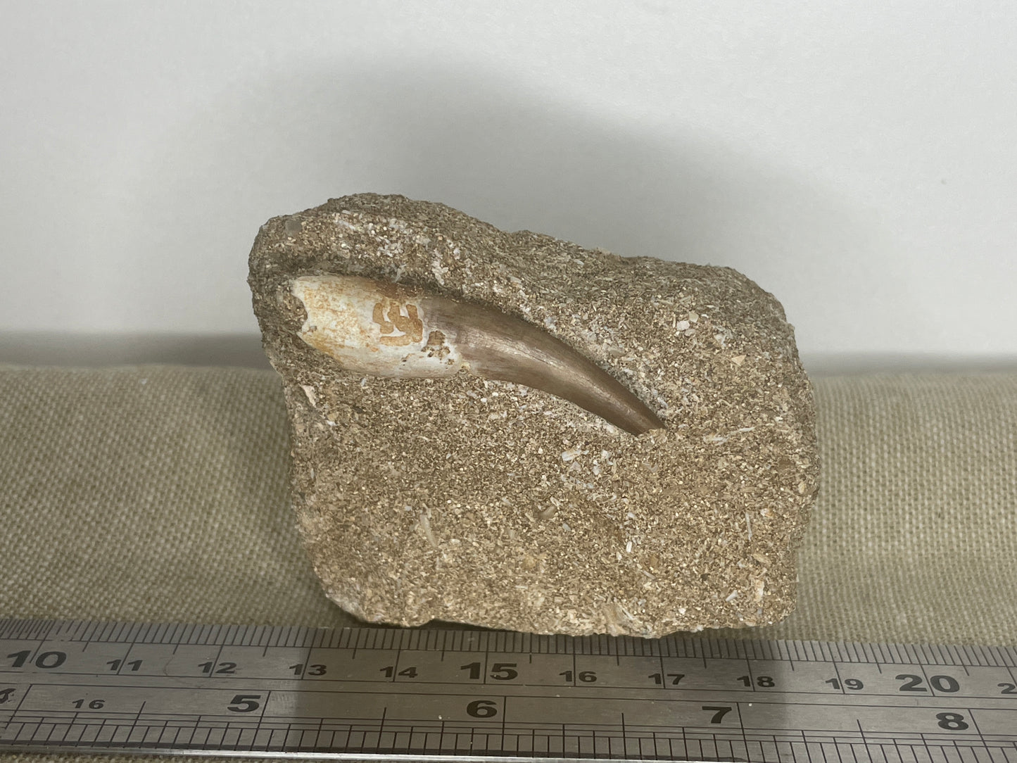 Plesiosaur tooth