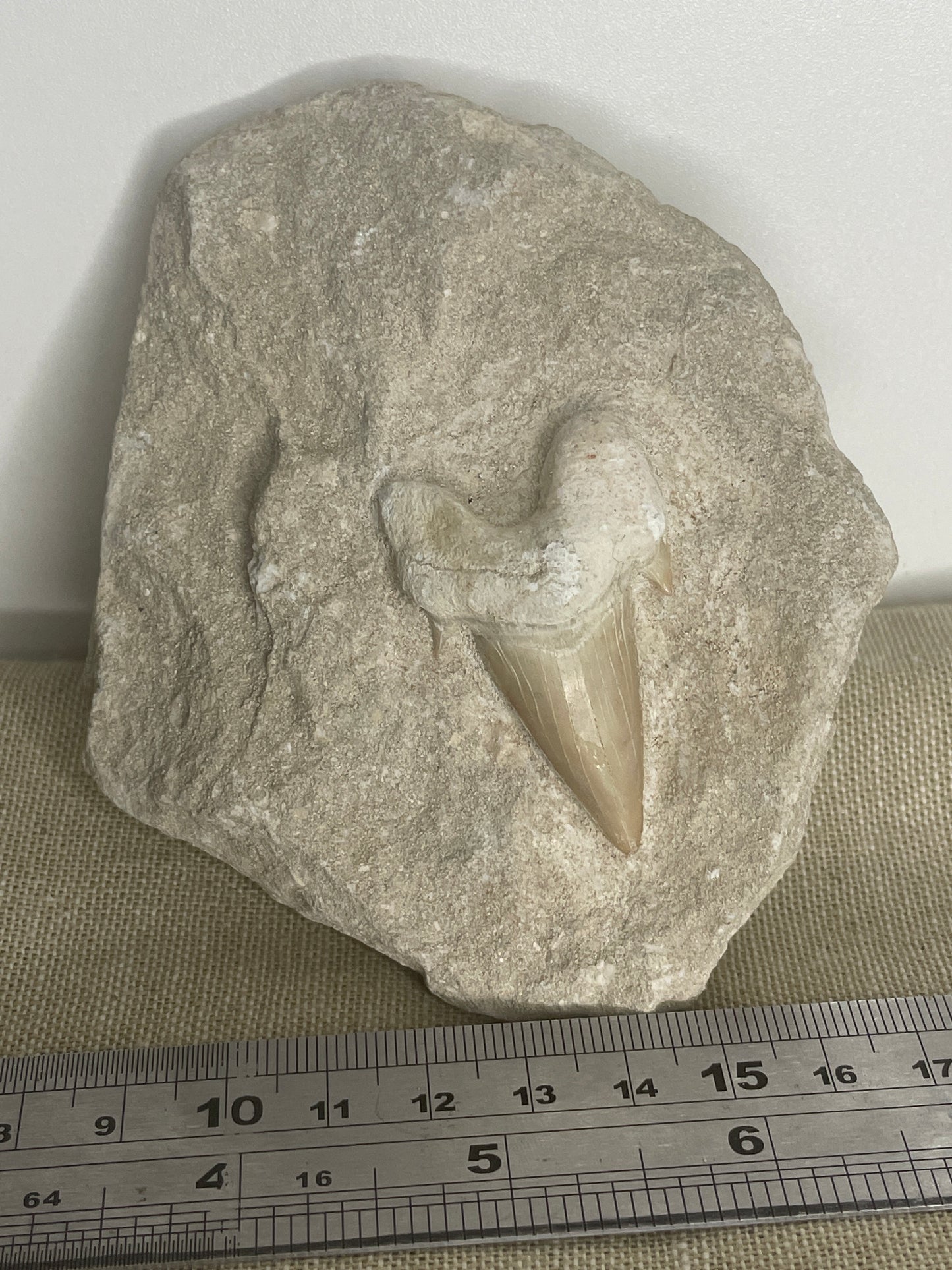 Otodus shark tooth