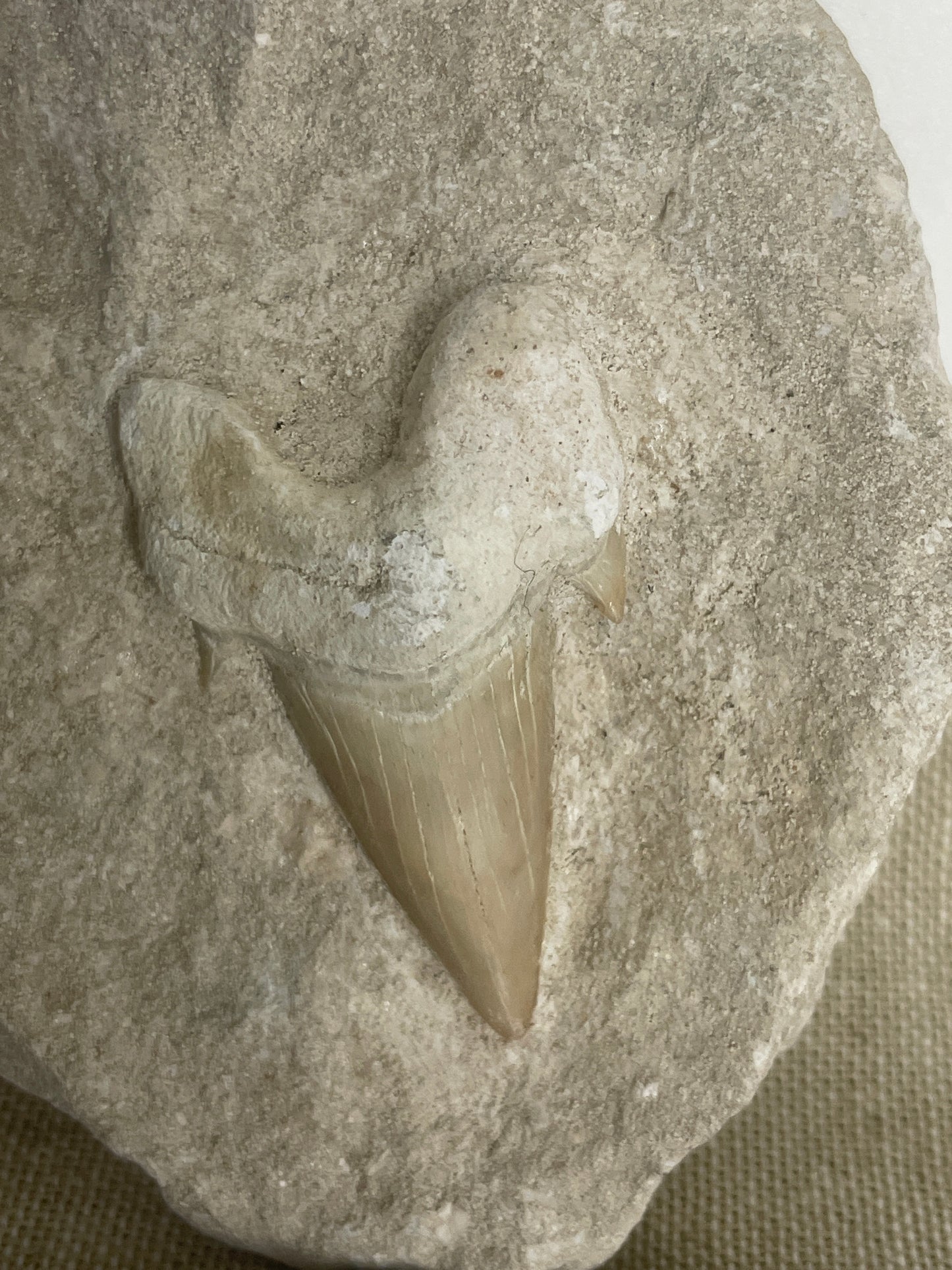 Otodus shark tooth