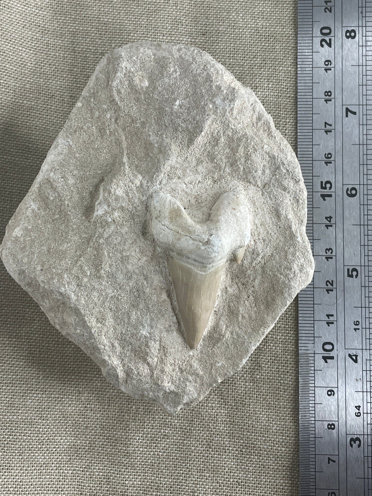 Otodus shark tooth
