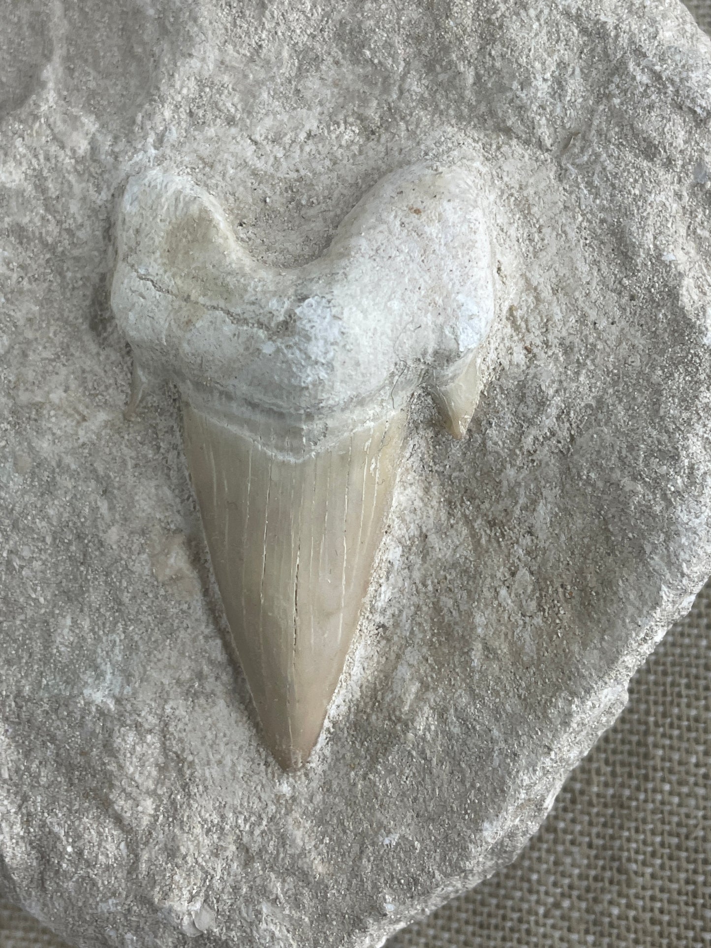 Otodus shark tooth