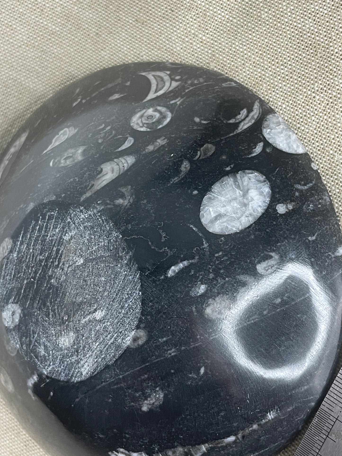 Orthoceras bowl