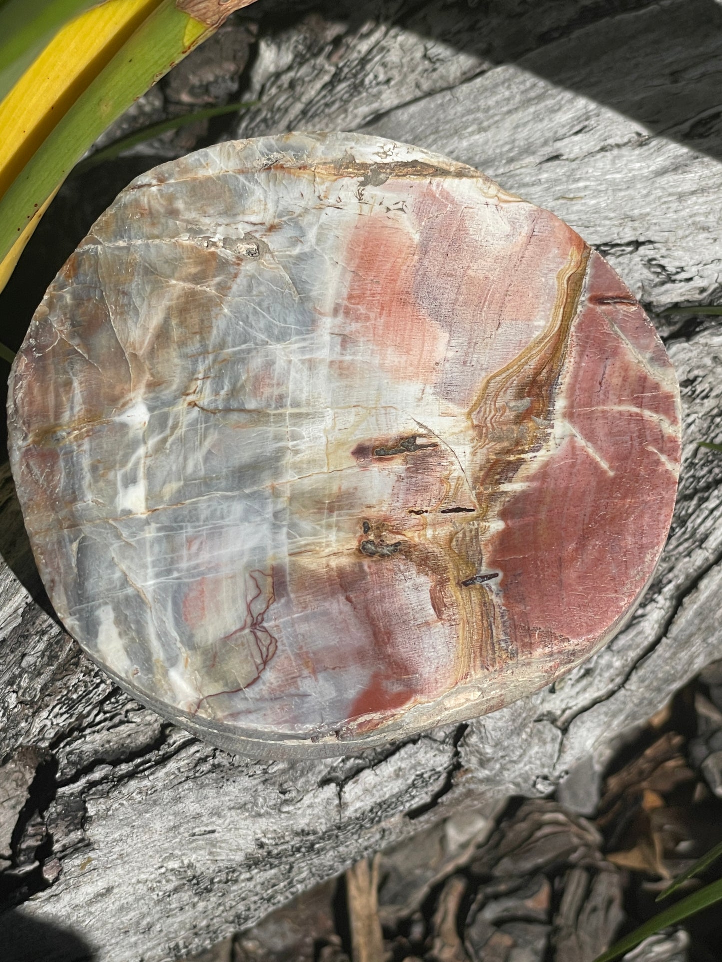 thick petrified wood slab