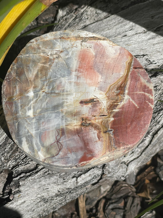 thick petrified wood slab