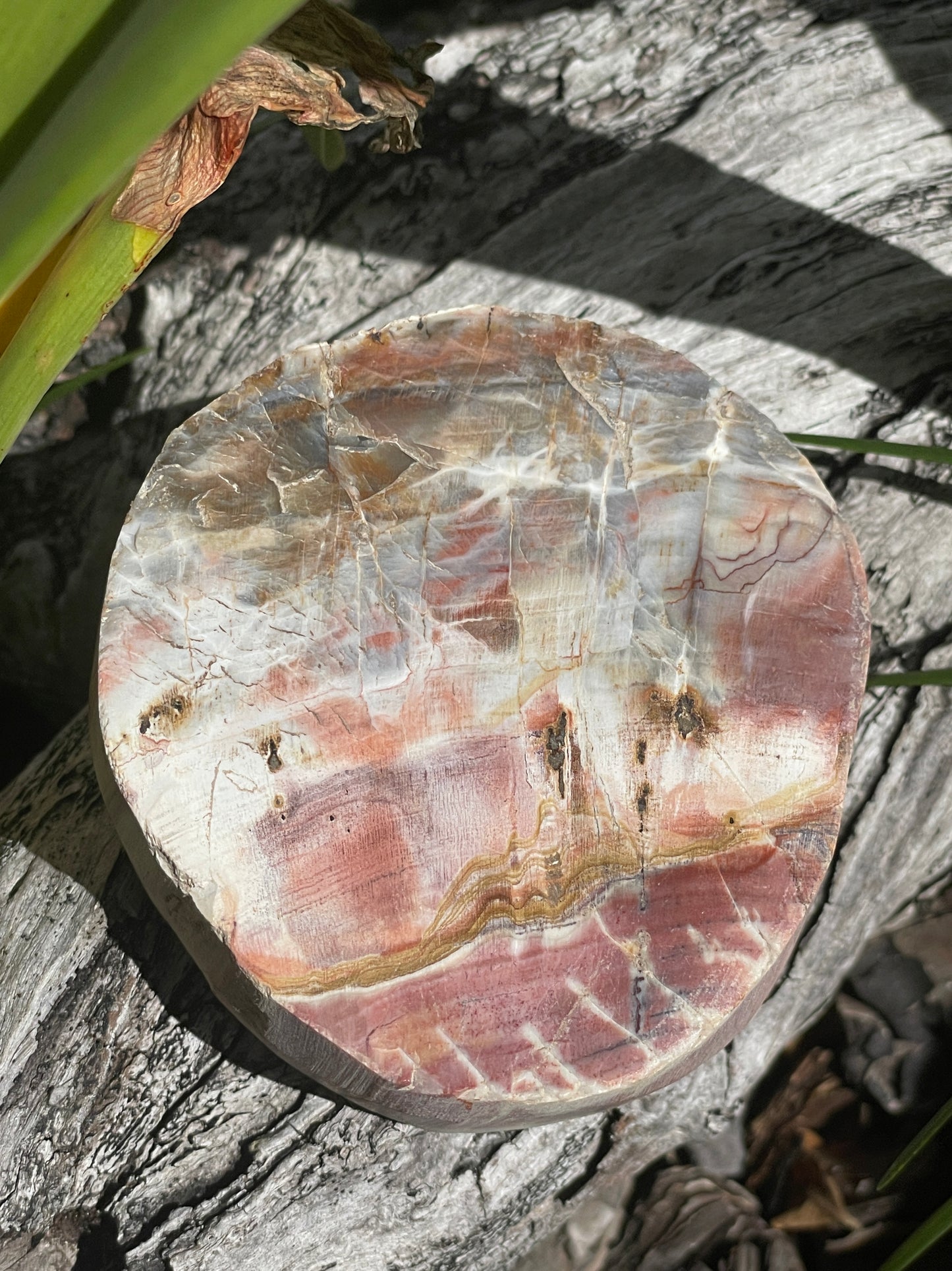 thick petrified wood slab
