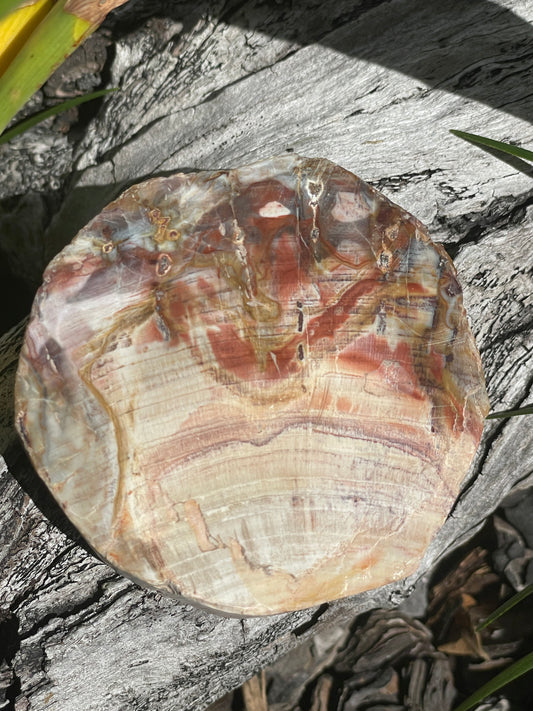 Thick Petrified wood slab