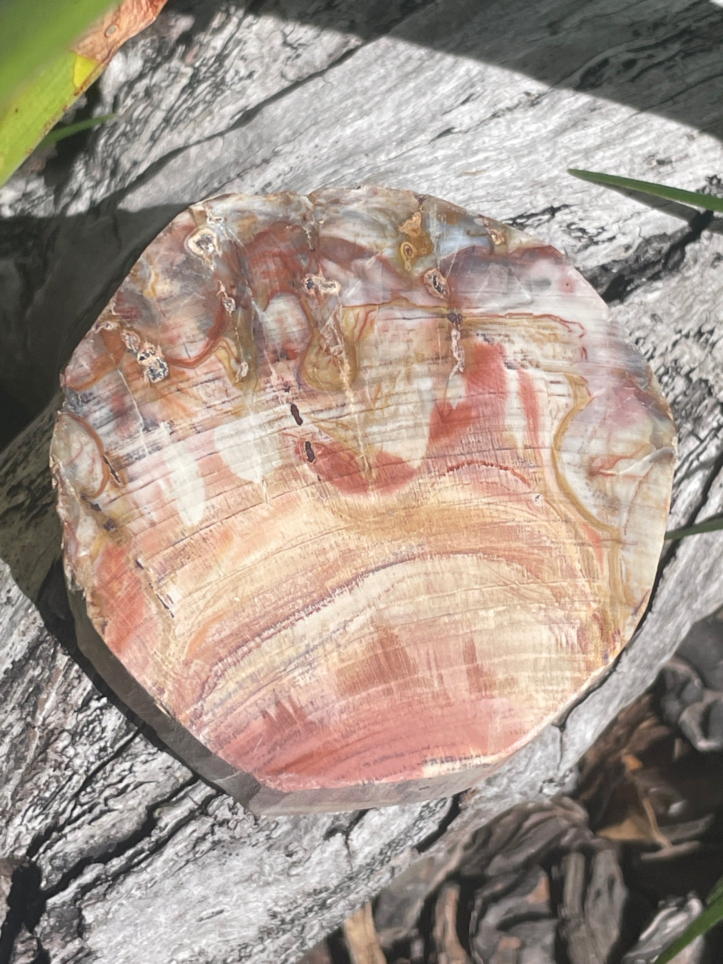 Thick Petrified wood slab