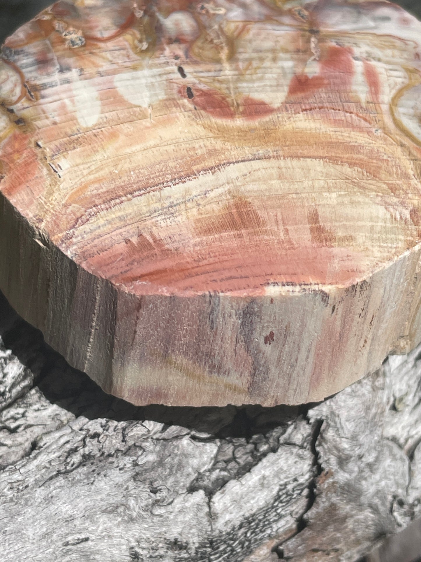 Thick Petrified wood slab