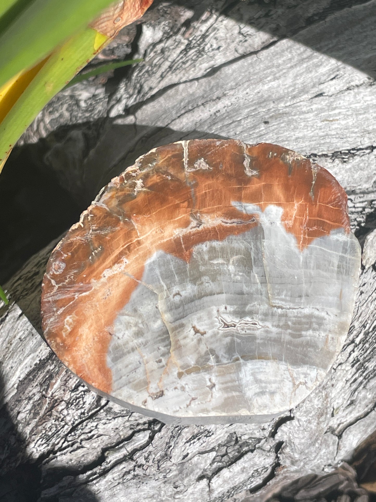 Think petrified wood slab