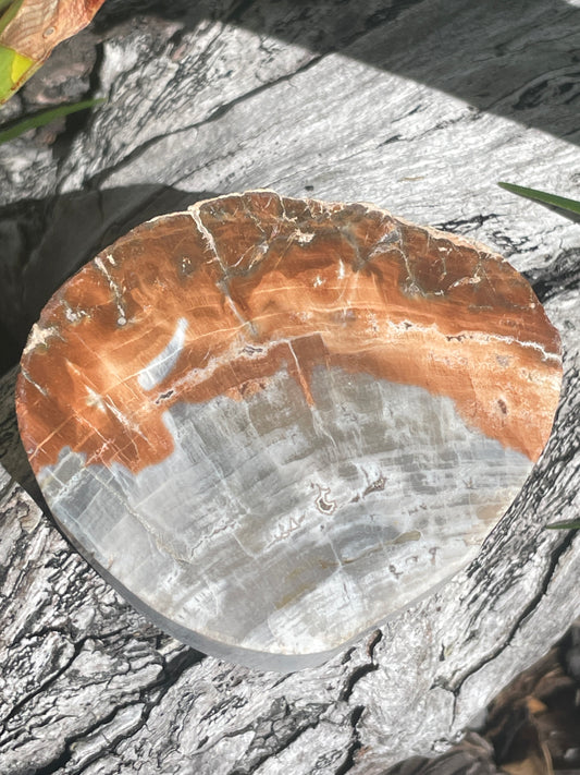 Think petrified wood slab