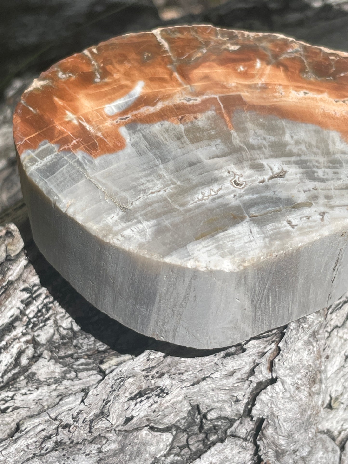 Think petrified wood slab