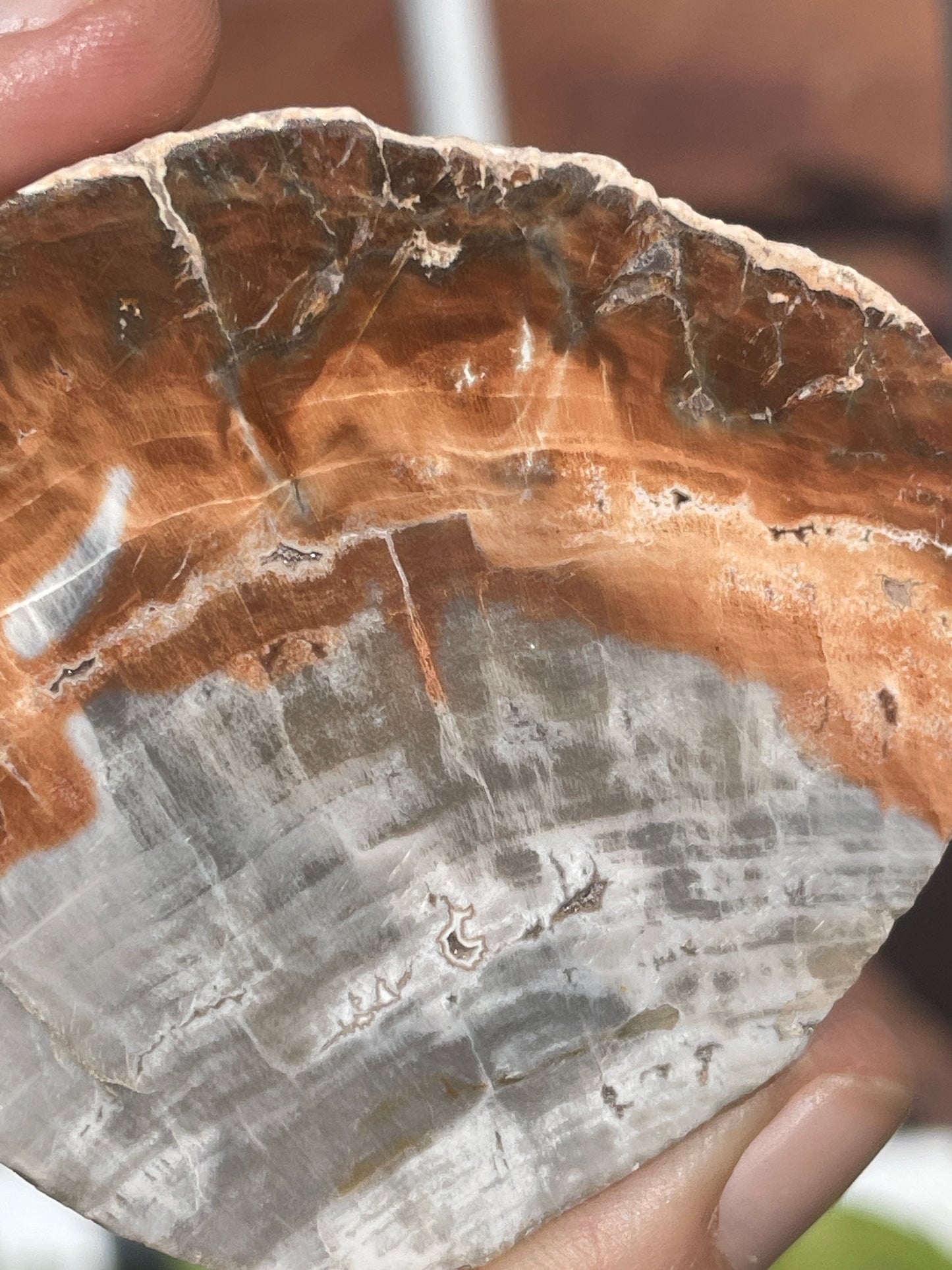 Think petrified wood slab