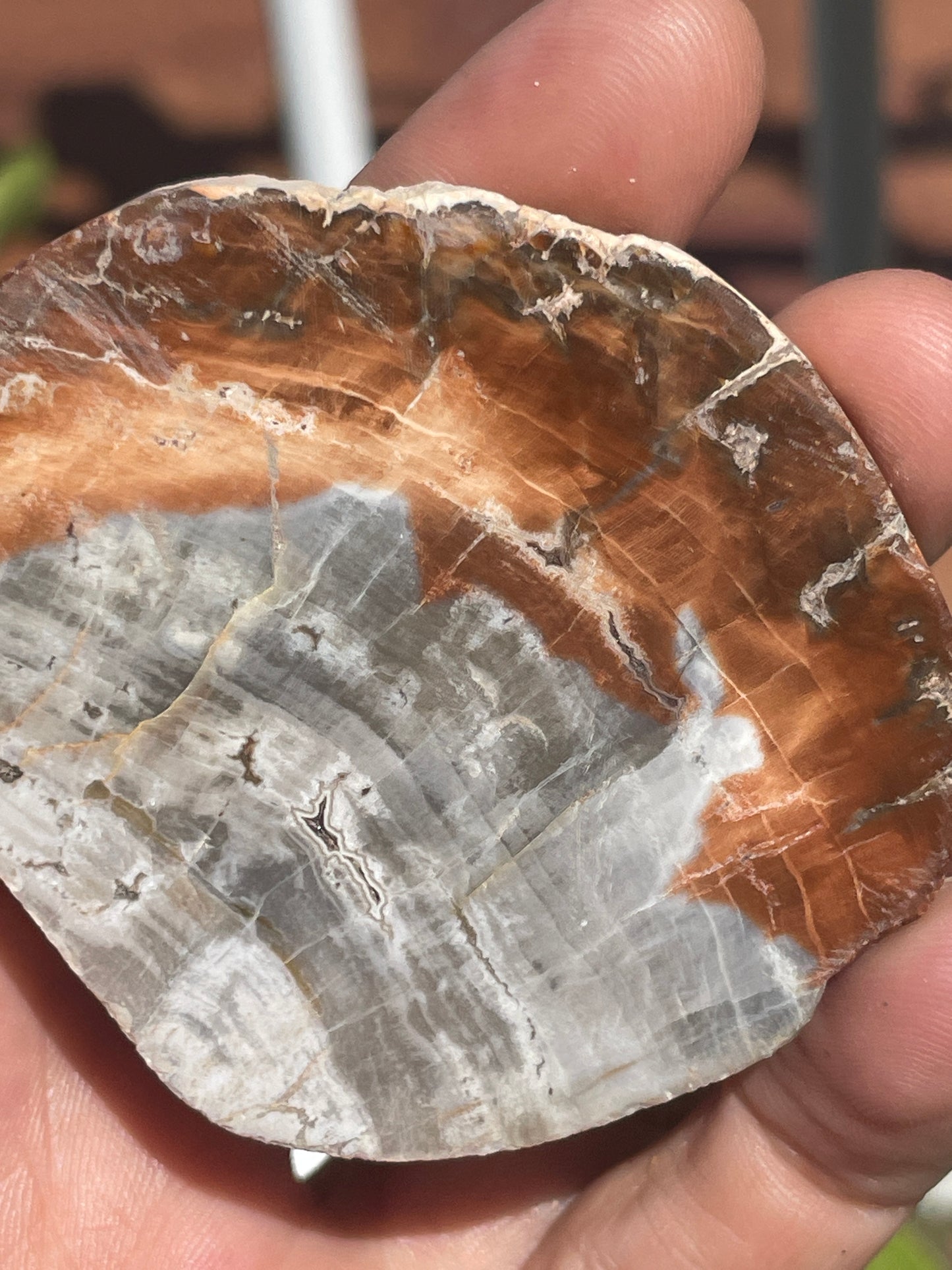 Think petrified wood slab